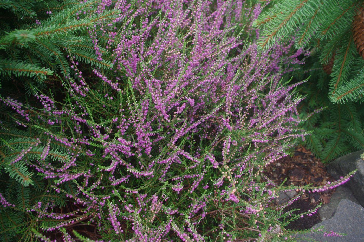 Calluna Vulgaris 'tib' - View 6 from www redcrocus com