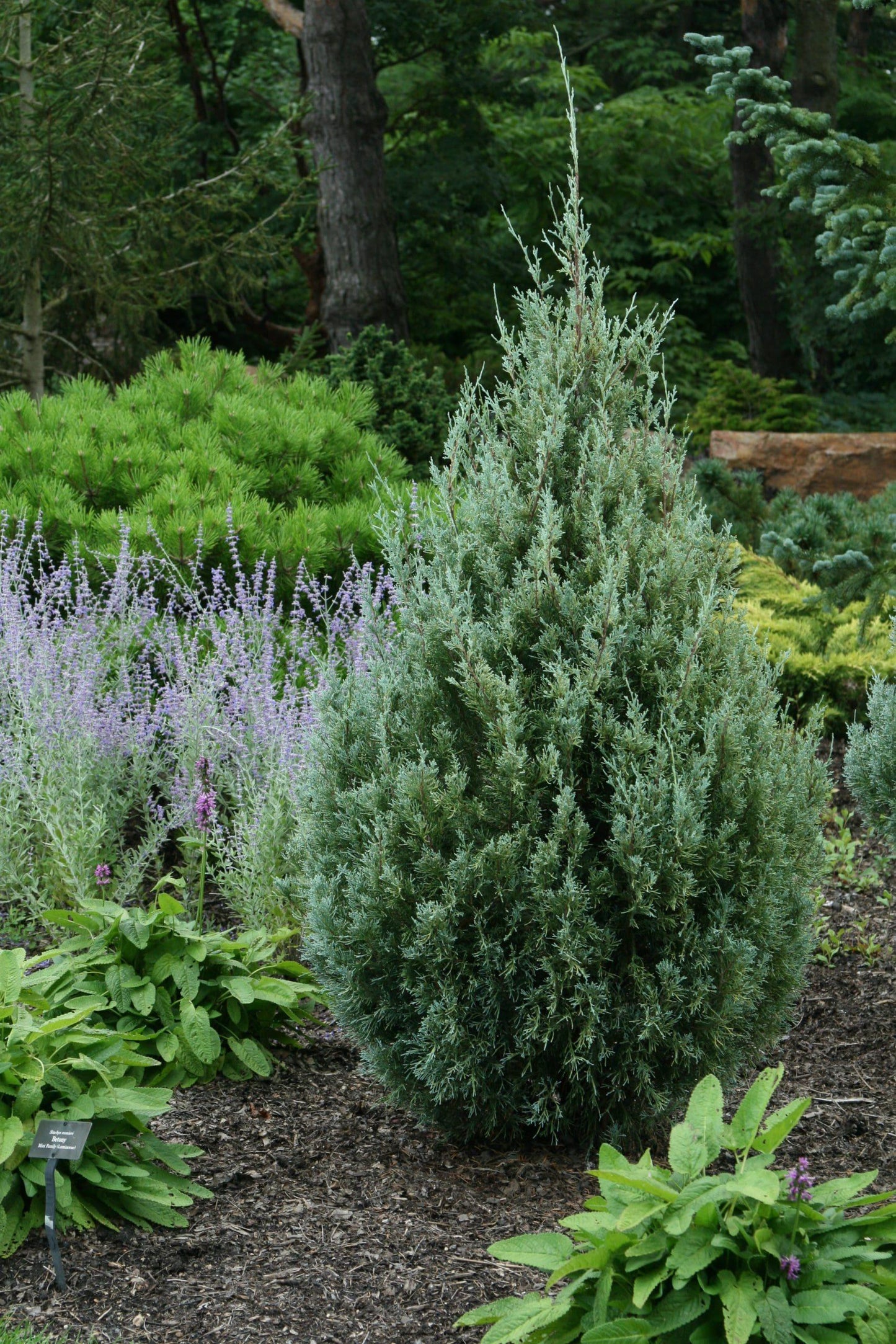 Juniperus Scopulorum 'wichita Blue' - View 12 from www redcrocus com
