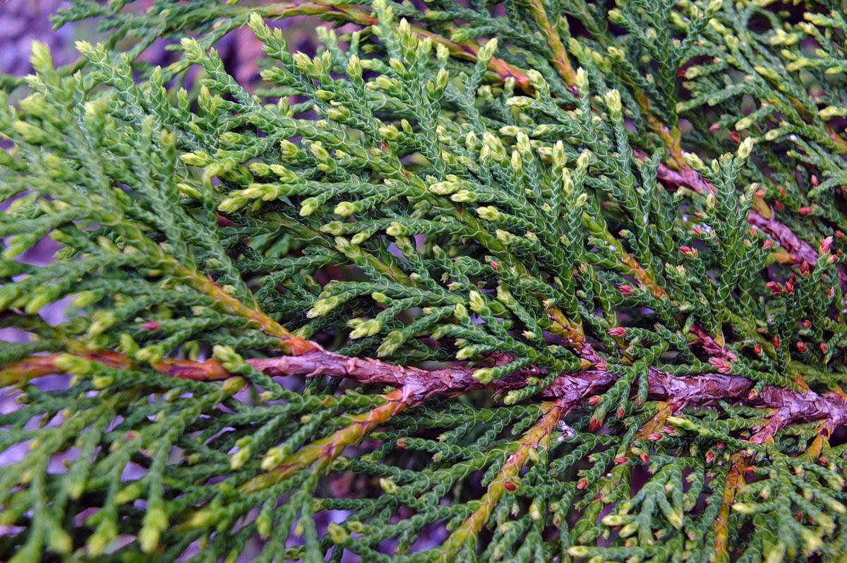 Microbiota Decussata - View 16 from www redcrocus com