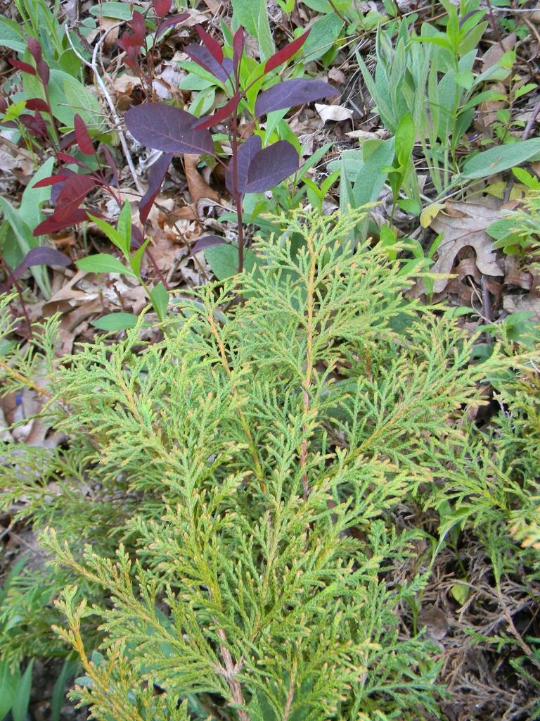 Microbiota Decussata - View 1 from www redcrocus com