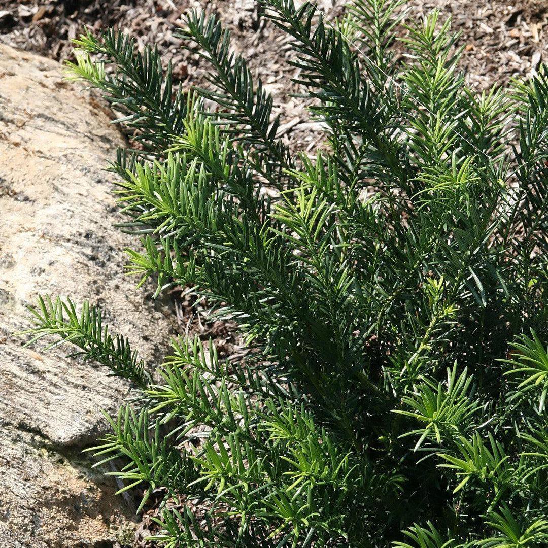 Cephalotaxus Harringtonia Duke Gardens - View 12 from www redcrocus com