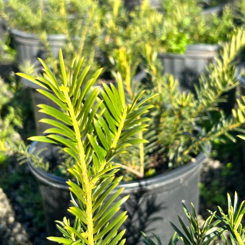 Cephalotaxus Harringtonia Duke Gardens - View 13 from www redcrocus com
