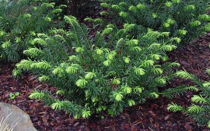 Cephalotaxus Harringtonia Duke Gardens - View 15 from www redcrocus com