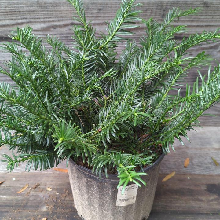 Cephalotaxus Harringtonia Duke Gardens - View 16 from www redcrocus com