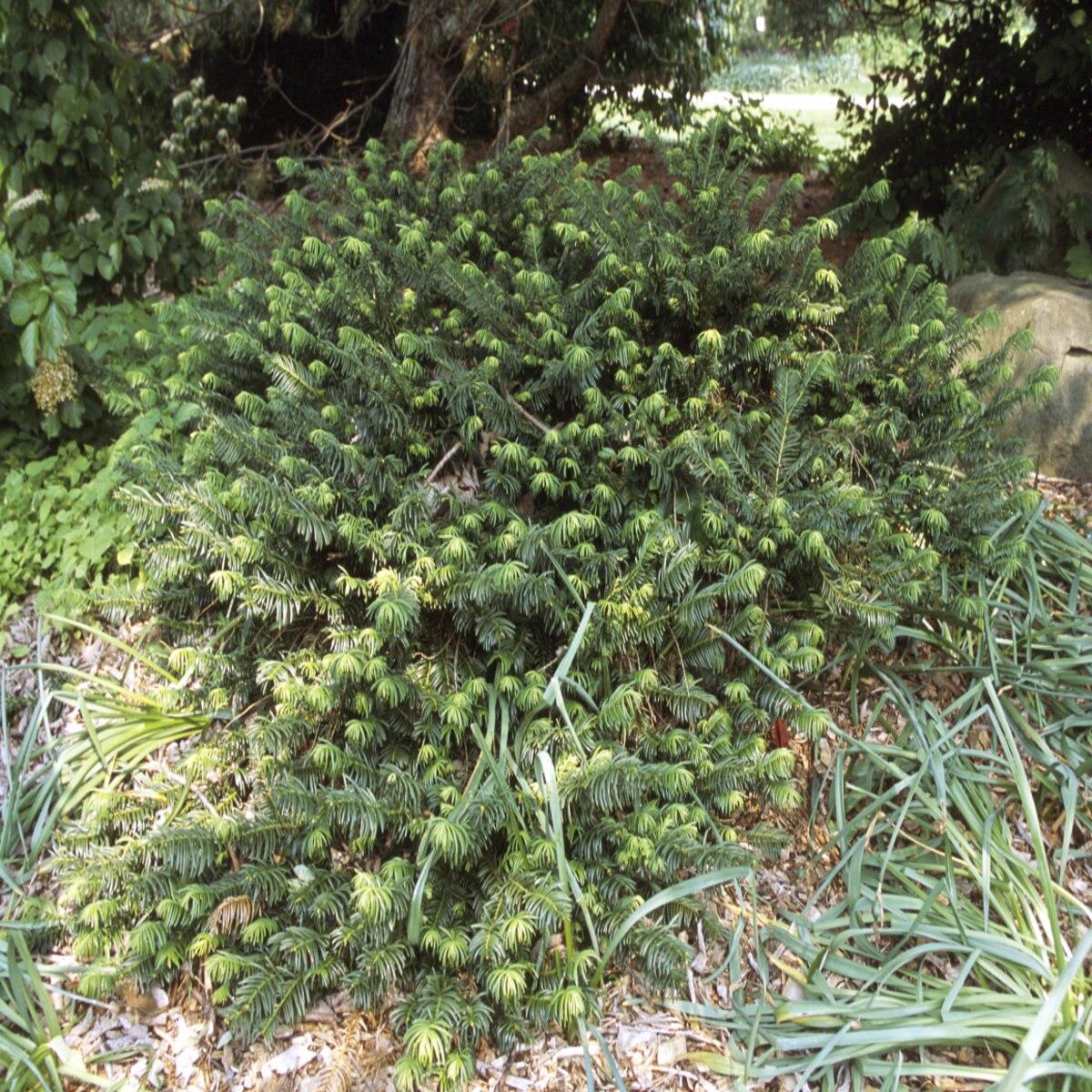 Cephalotaxus Harringtonia Duke Gardens - View 17 from www redcrocus com