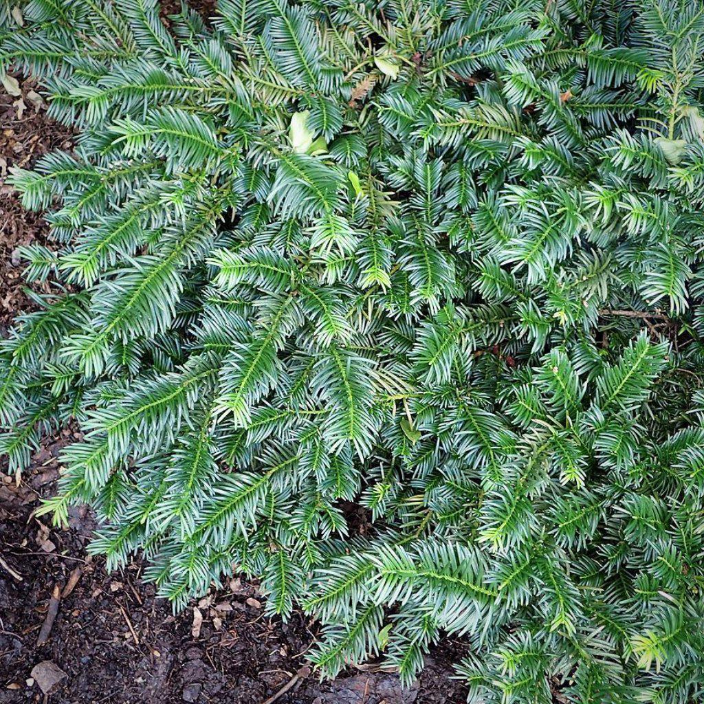 Cephalotaxus Harringtonia Duke Gardens - View 2 from www redcrocus com