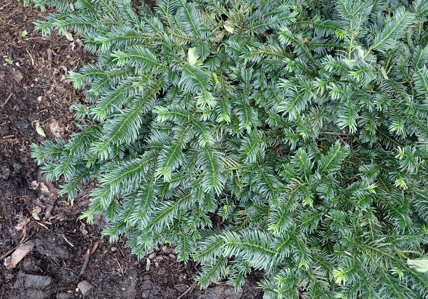 Cephalotaxus Harringtonia Duke Gardens - View 3 from www redcrocus com