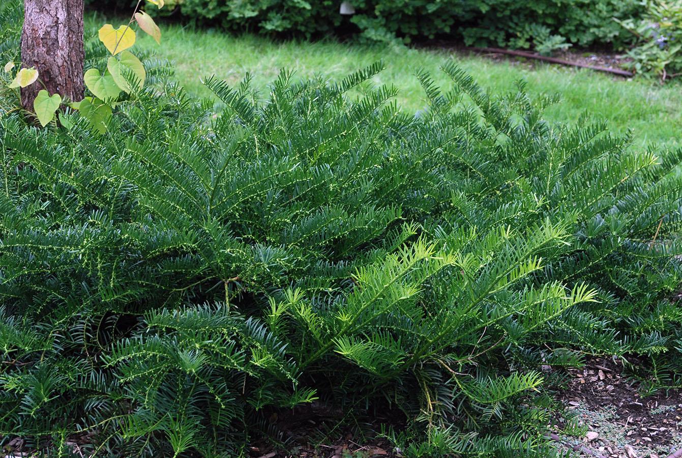 Cephalotaxus Harringtonia Duke Gardens - View 7 from www redcrocus com