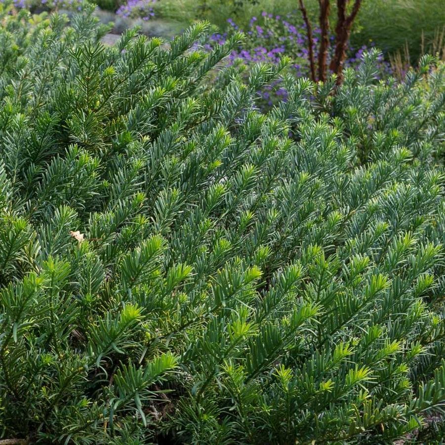 Cephalotaxus Harringtonia Duke Gardens - View 8 from www redcrocus com