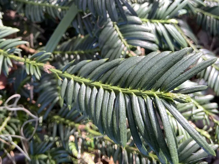 Cephalotaxus Harringtonia Duke Gardens - View 9 from www redcrocus com