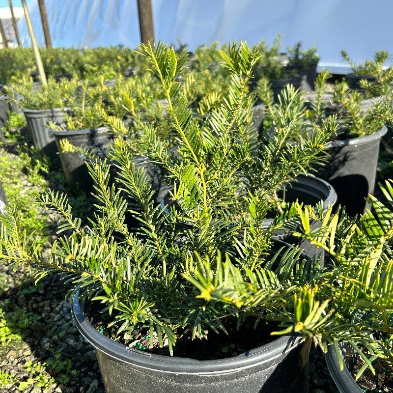 Cephalotaxus Harringtonia Duke Gardens - View 9 from www redcrocus com