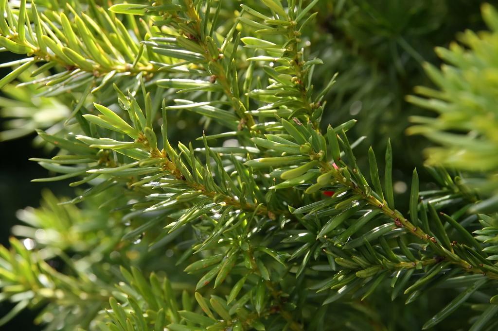 Taxus Media Moon - View 12 from www redcrocus com