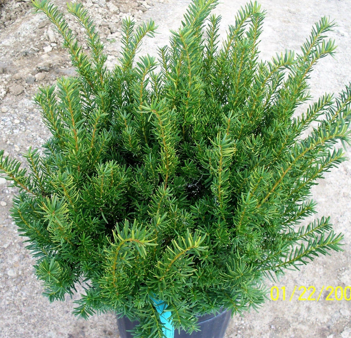 Taxus Media Moon - View 15 from www redcrocus com