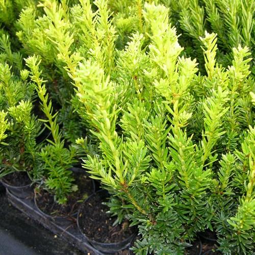 Taxus Media Moon - View 17 from www redcrocus com