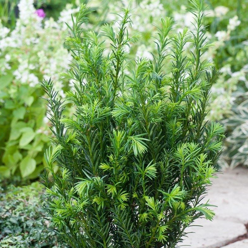 Taxus Media Moon - View 18 from www redcrocus com