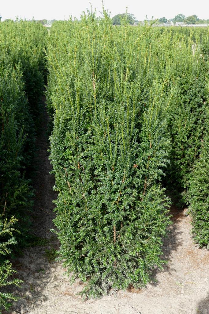 Taxus Media Moon - View 19 from www redcrocus com