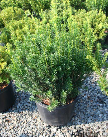 Taxus Media Moon - View 2 from www redcrocus com