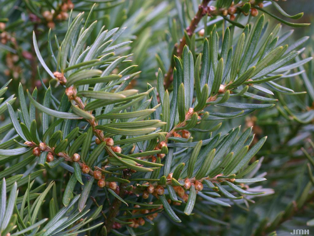 Taxus Media Moon - View 3 from www redcrocus com