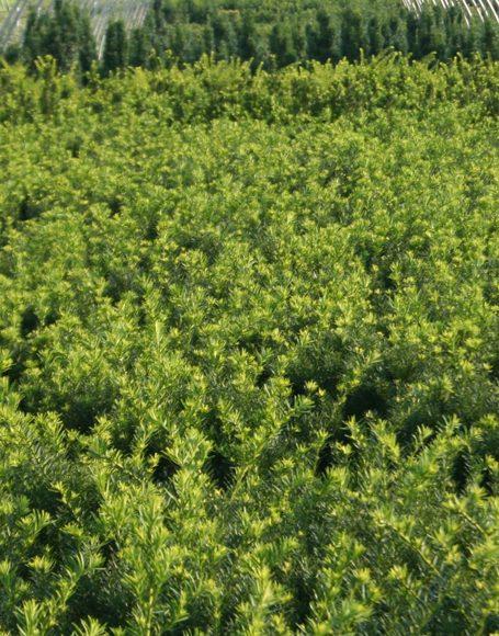 Taxus Media Moon - View 4 from www redcrocus com