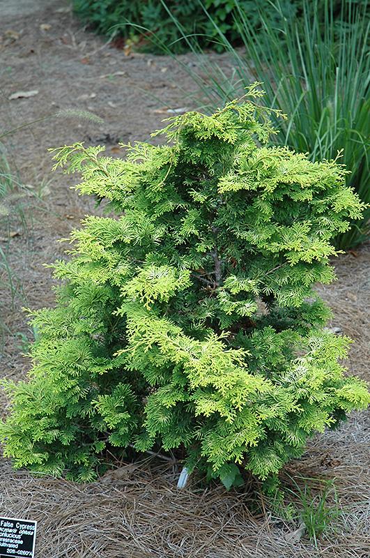 Chamaecyparis Obtusa Confucius - View 11 from www redcrocus com