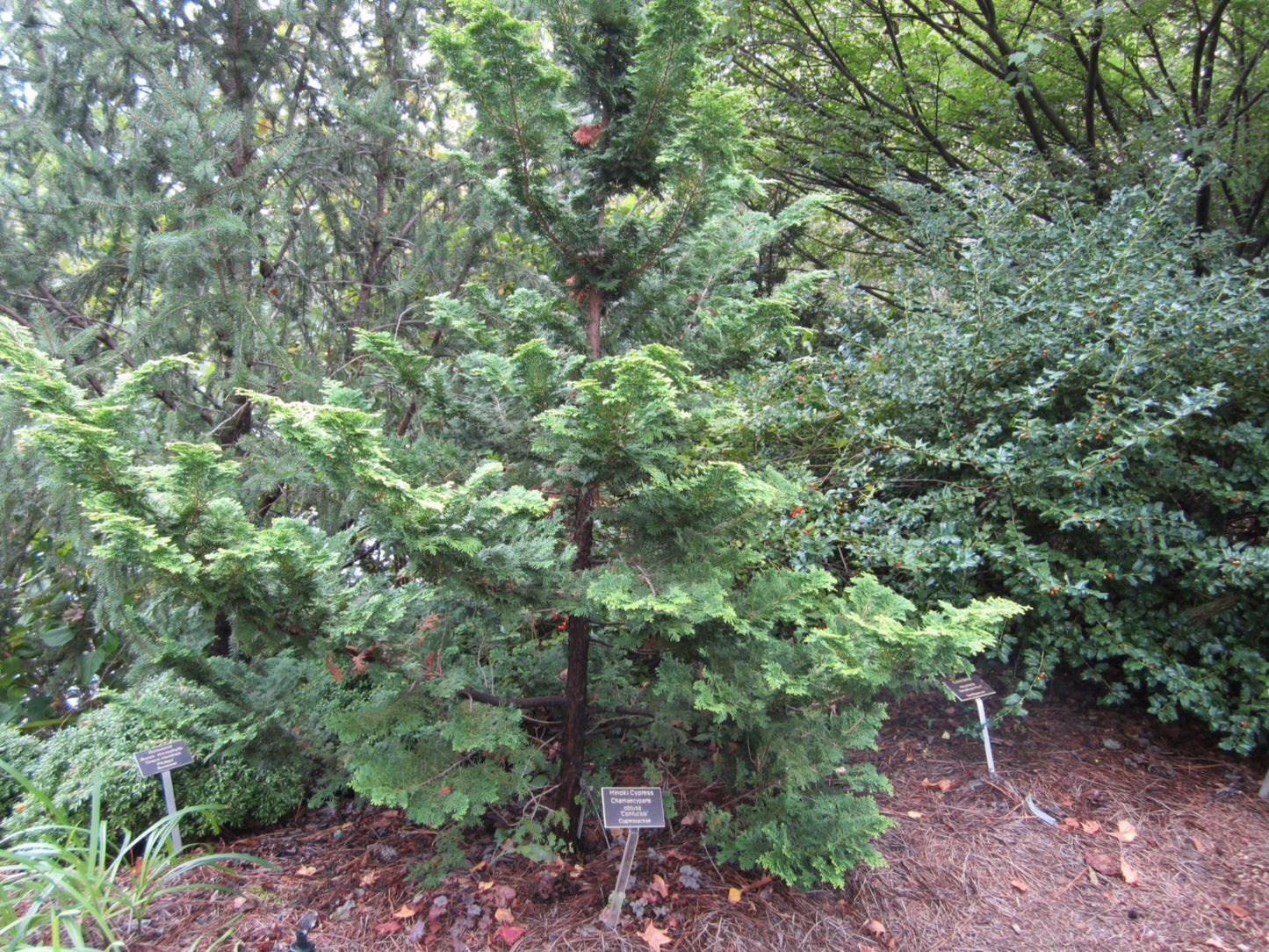 Chamaecyparis Obtusa Confucius - View 13 from www redcrocus com
