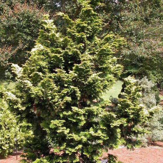 Chamaecyparis Obtusa Confucius - View 14 from www redcrocus com