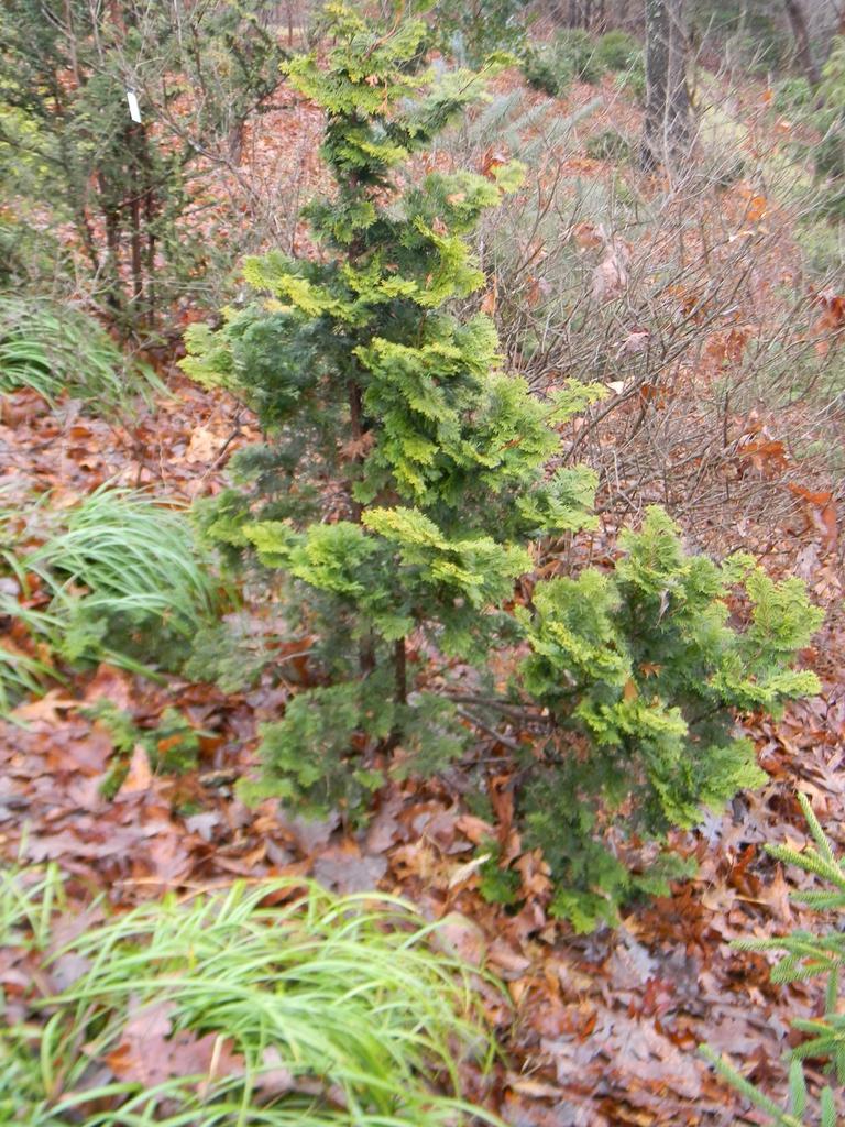 Chamaecyparis Obtusa Confucius - View 16 from www redcrocus com