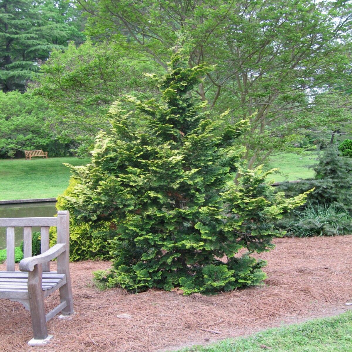 Chamaecyparis Obtusa Confucius - View 18 from www redcrocus com