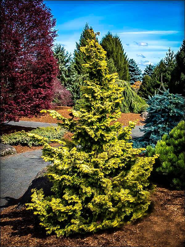 Chamaecyparis Obtusa Confucius - View 2 from www redcrocus com
