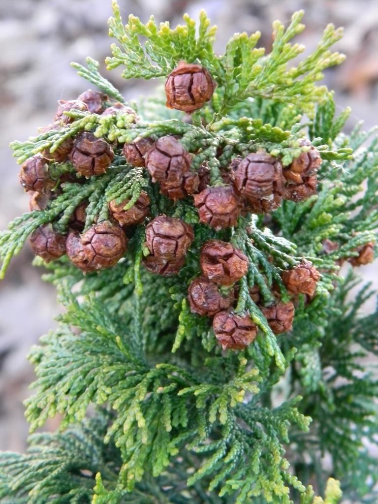 Chamaecyparis Obtusa Confucius - View 3 from www redcrocus com