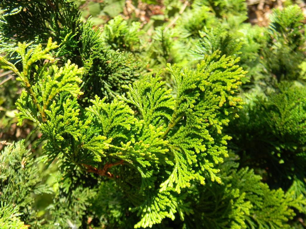 Chamaecyparis Obtusa Confucius - View 4 from www redcrocus com