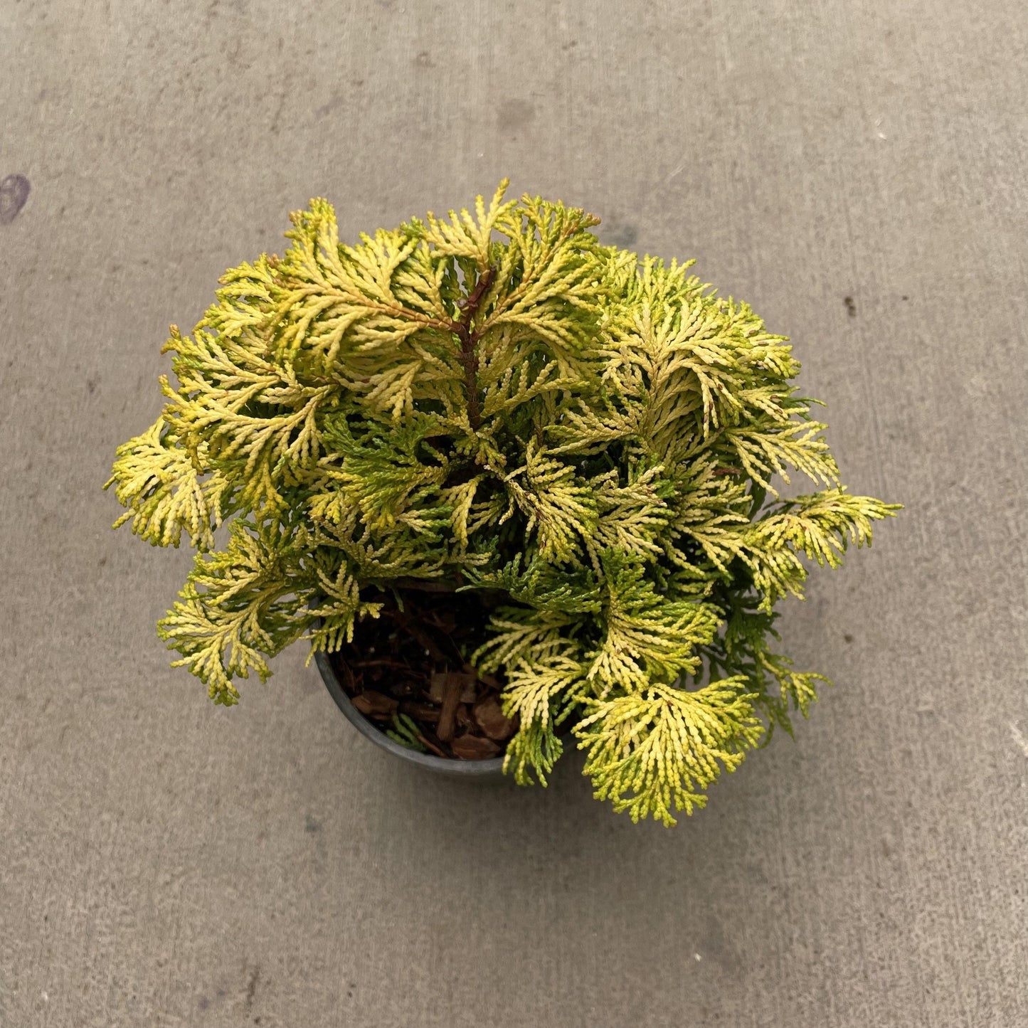 Chamaecyparis Obtusa Confucius - View 5 from www redcrocus com