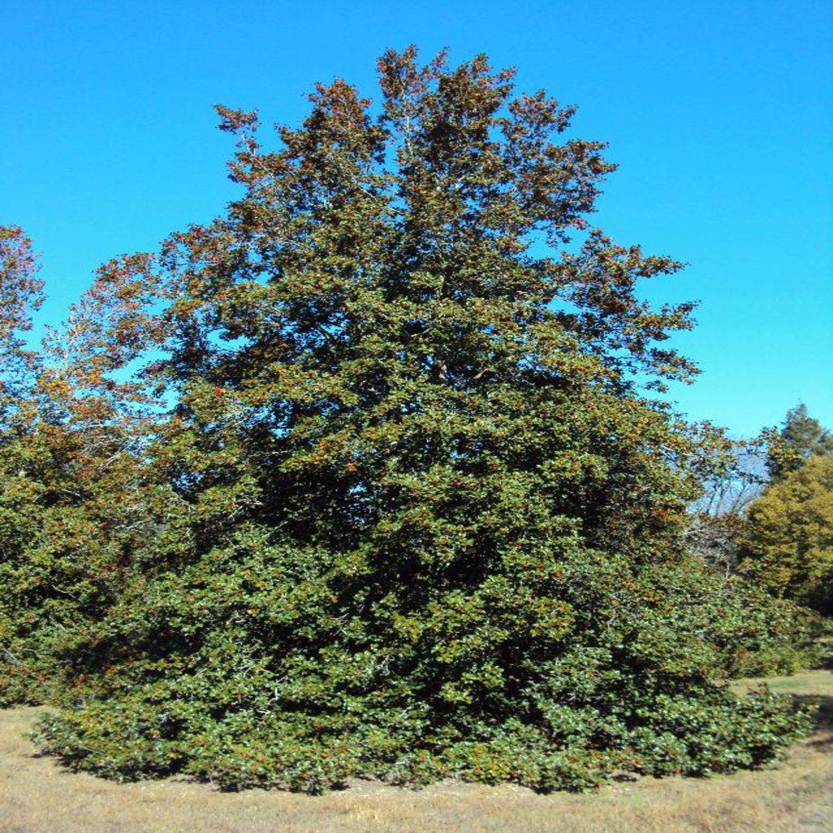 Ilex Opaca Jersey Princess - View 10 from www redcrocus com