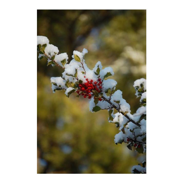 Ilex Opaca Jersey Princess - View 12 from www redcrocus com