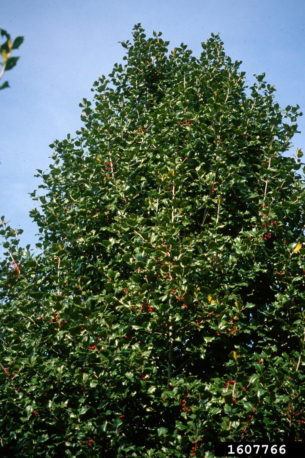Ilex Opaca Jersey Princess - View 18 from www redcrocus com