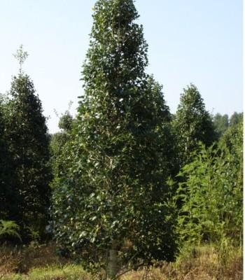 Ilex Opaca Jersey Princess - View 3 from www redcrocus com
