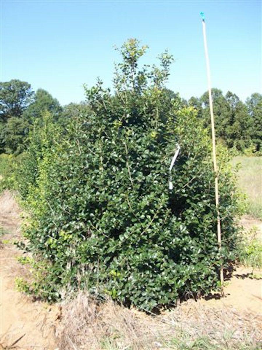 Ilex Opaca Jersey Princess - View 6 from www redcrocus com