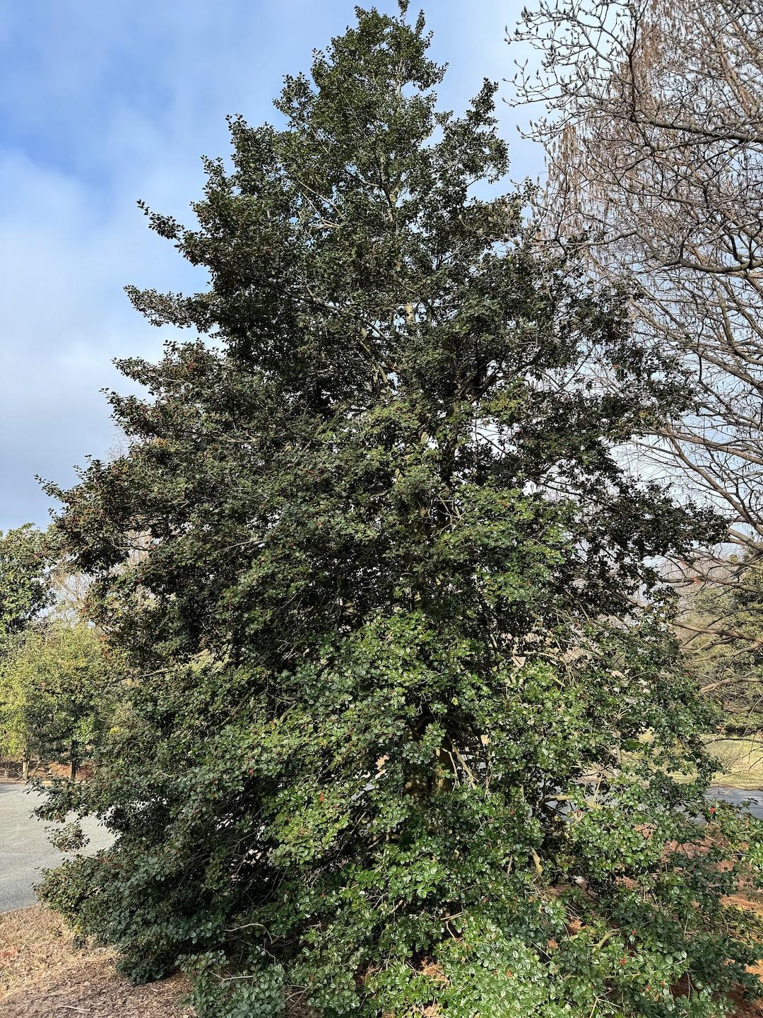 Ilex Opaca Jersey Princess - View 8 from www redcrocus com