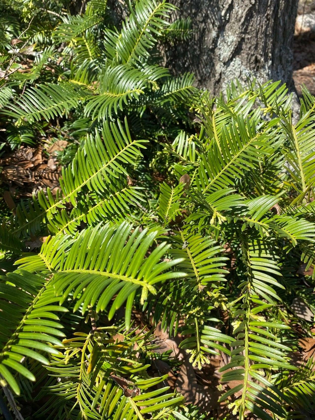 Cephalotaxus Harringtonia Prostrata - View 10 from www redcrocus com