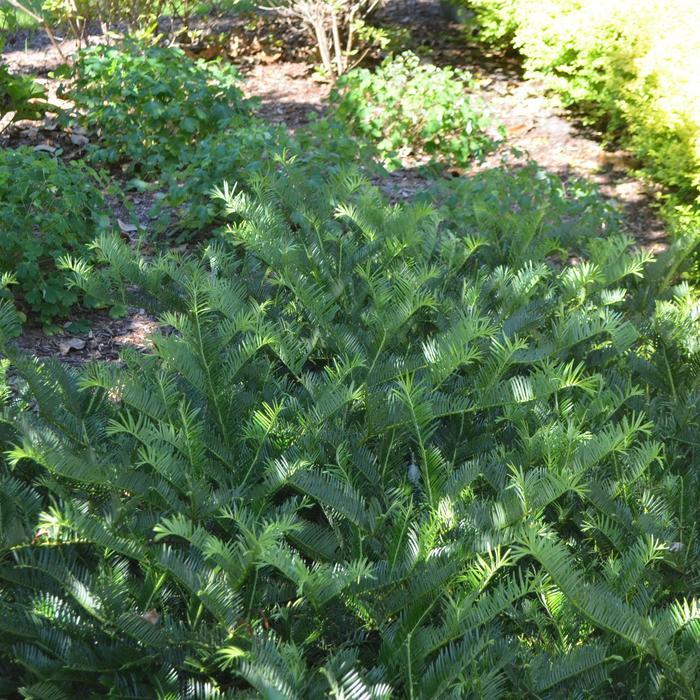 Cephalotaxus Harringtonia Prostrata - View 11 from www redcrocus com