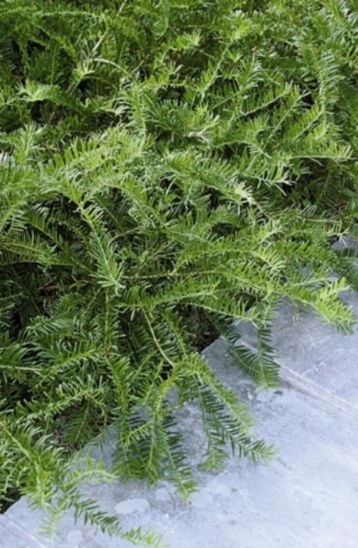 Cephalotaxus Harringtonia Prostrata - View 12 from www redcrocus com