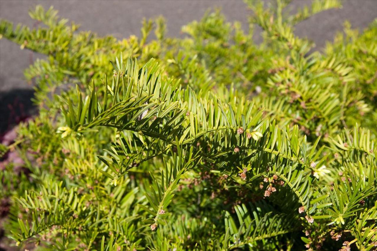 Cephalotaxus Harringtonia Prostrata - View 13 from www redcrocus com