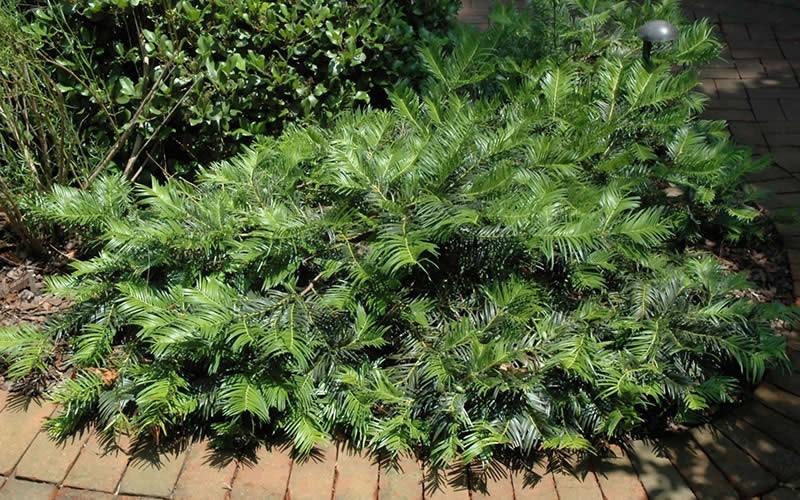 Cephalotaxus Harringtonia Prostrata - View 14 from www redcrocus com