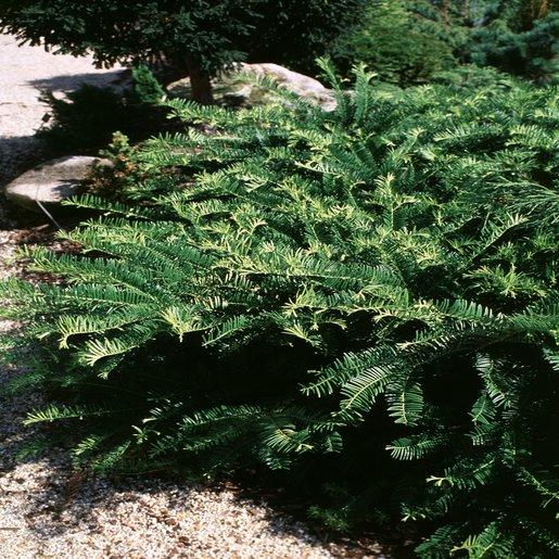Cephalotaxus Harringtonia Prostrata - View 15 from www redcrocus com