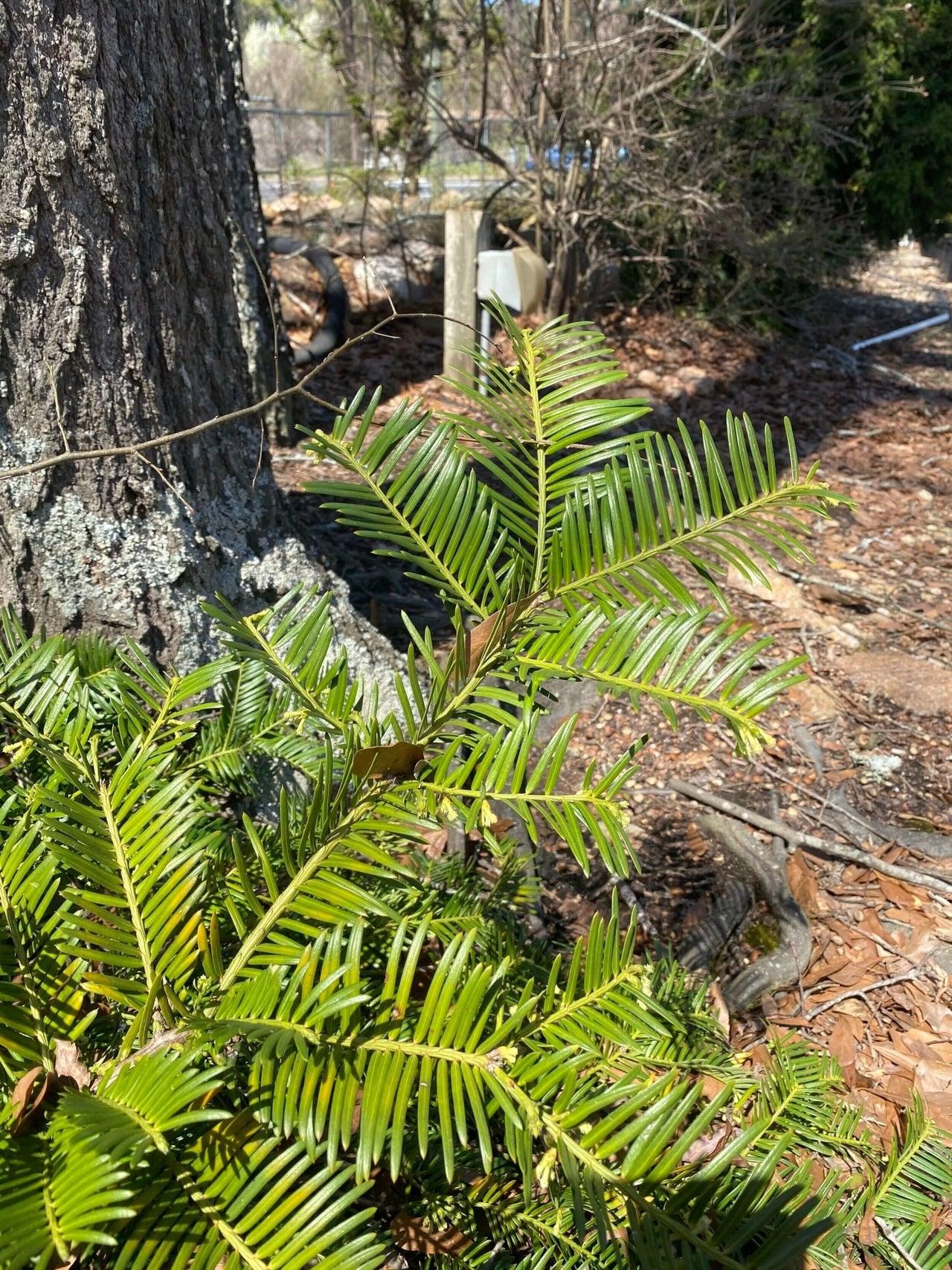 Cephalotaxus Harringtonia Prostrata - View 16 from www redcrocus com