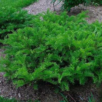 Cephalotaxus Harringtonia Prostrata - View 17 from www redcrocus com