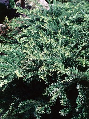 Cephalotaxus Harringtonia Prostrata - View 19 from www redcrocus com
