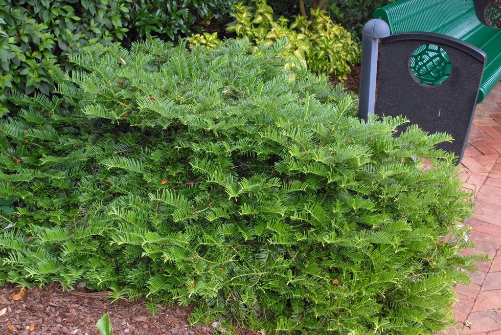 Cephalotaxus Harringtonia Prostrata - View 1 from www redcrocus com