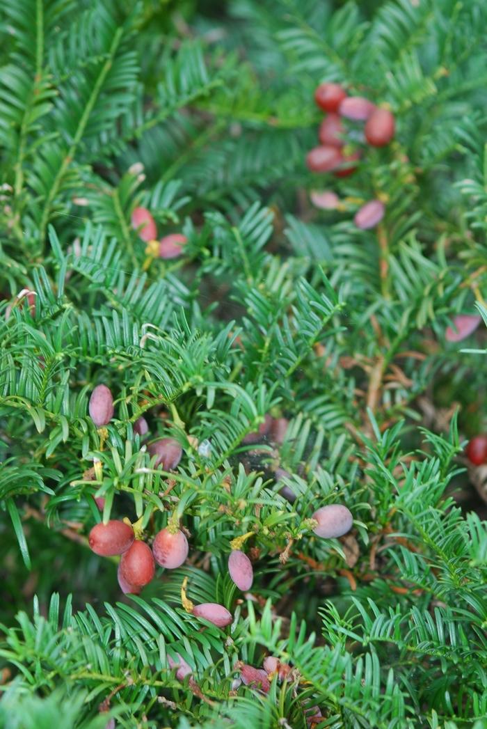 Cephalotaxus Harringtonia Prostrata - View 2 from www redcrocus com