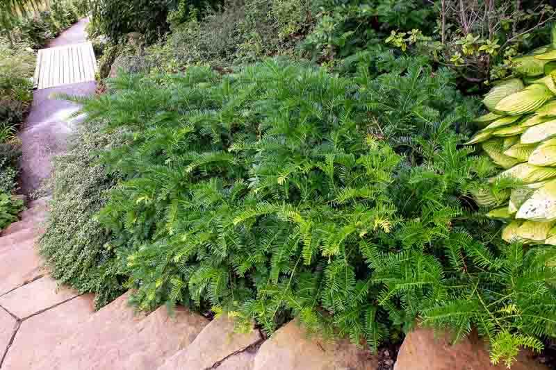 Cephalotaxus Harringtonia Prostrata - View 3 from www redcrocus com